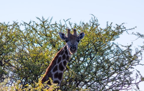 A giraffe on Kambaku Game Reserve, Namibia.