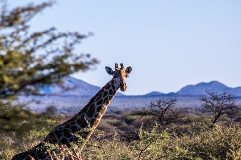 Giraffe on Kambaku Game reserve, Namibia.