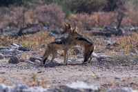 A couple of black-backed jackals hug it out in Etosha National Park, Namibia.