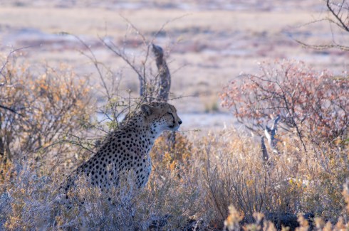 A cheetah in Etosha National Park, Namibia.