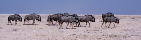 A herd of gnus in Etosha National Park, Namibia.