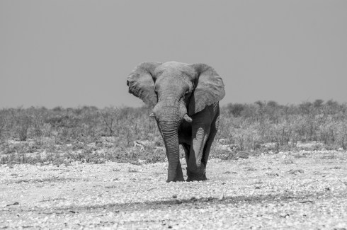 A giant elephant approaches a waterhole in Etosha National Park, Namibia.