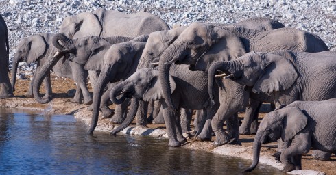 Elephants drink at Okaukuejo Waterhole, Etosha, Namibia.