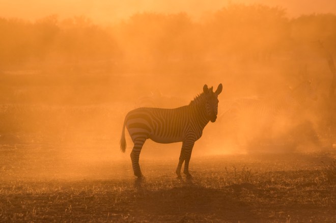 A zebra in the morning dust at Hobatere Game Reserve, Namibia.