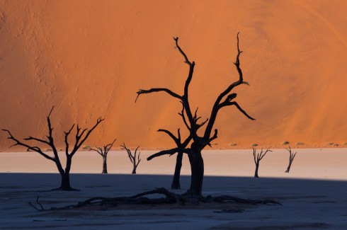 Dead camelthorn trees in the famous Deadvlei, Namibia.