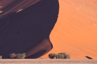 Cemelthorn trees are dwarfed by one of the giant dunes of the Namib desert in Namib-Naukluft National Park, Namibia.
