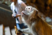 A monkey momentarily joins tourists marvelling at holes in the ceiling of the Batu Caves in Malaysia.