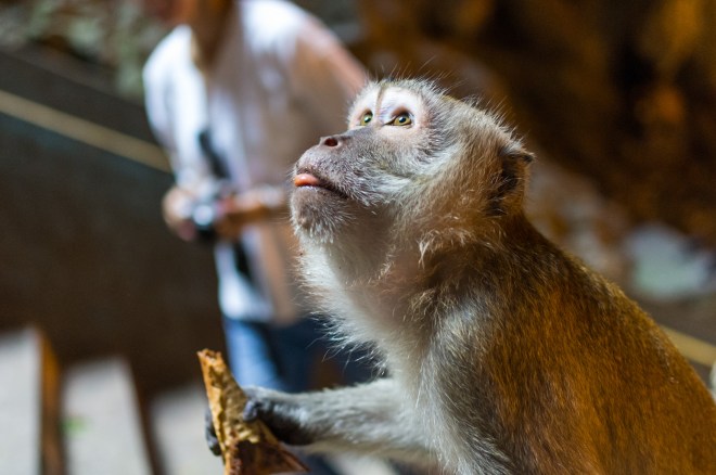 A monkey momentarily joins tourists marvelling at holes in the ceiling of the Batu Caves in Malaysia.