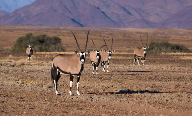 A group of oryx (gemsbok) are curiously looking into the camera in Namib-Naukluft National Park, Namibia.