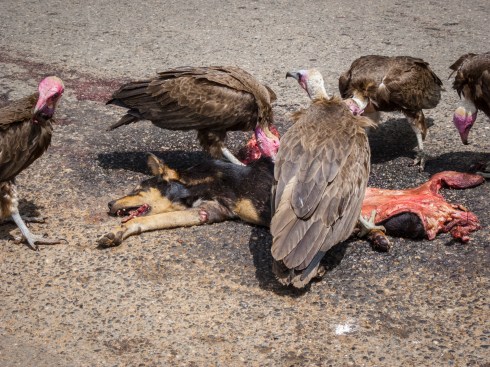 Vultures are having a dog for lunch in Agona Swedru, Ghana.