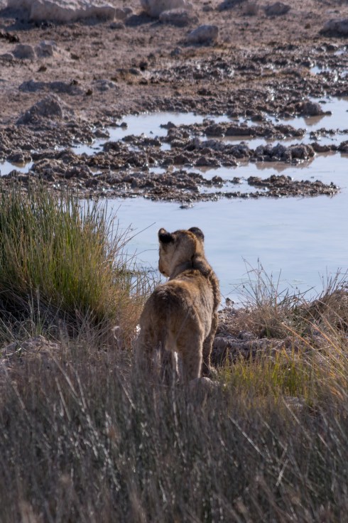 Lion cub in Etosha, Namibia.