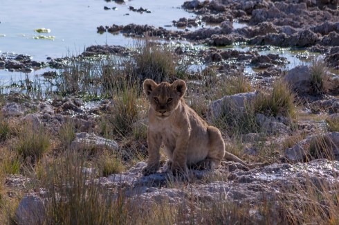 Lion cub in Etosha, Namibia.