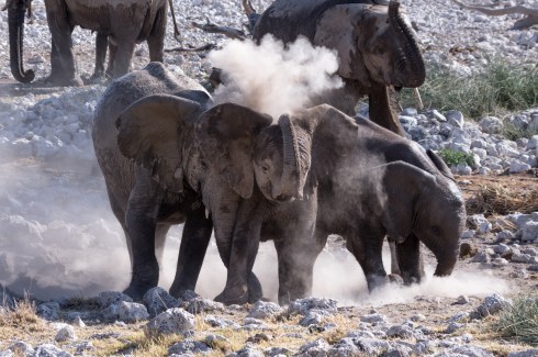 A gang of young elephants enjoys a dust bath in Etosha National Park, Namibia.