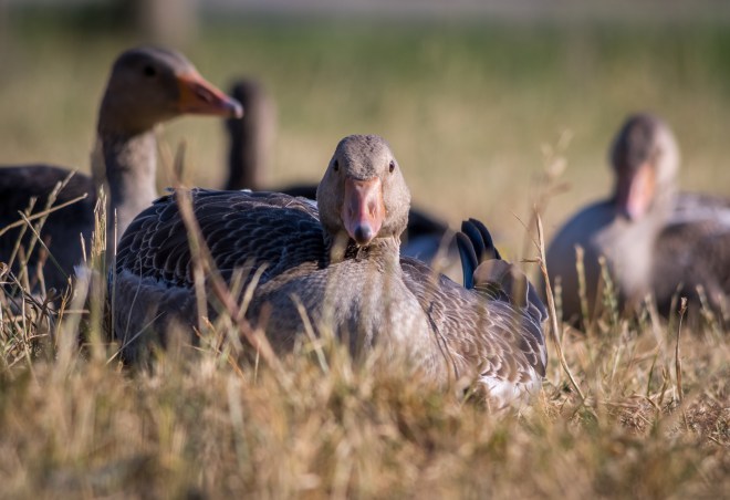 Greylag goose in Germany.