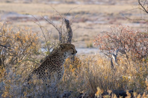 A cheetah resting under a tree in Etosha, Namibia.